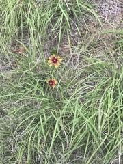Gaillardia pulchella