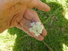 Oenanthe pimpinelloides