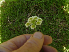 Oenanthe pimpinelloides