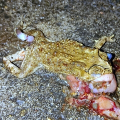 Duttaphrynus melanostictus