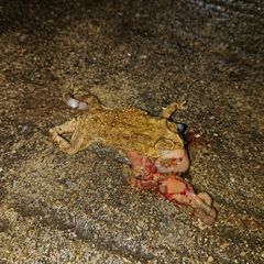 Duttaphrynus melanostictus