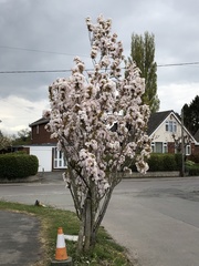 Prunus serrulata