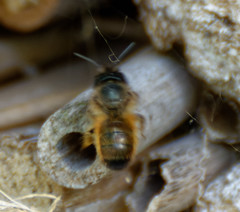 Osmia bicornis