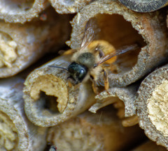 Osmia bicornis