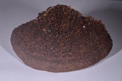 Hispidaedalea imponens