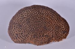 Hispidaedalea imponens