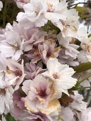 Prunus serrulata