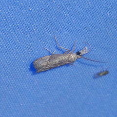 Culladia hastiferalis