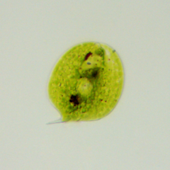 Phacus orbicularis