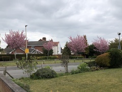 Prunus serrulata