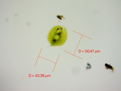 Phacus orbicularis
