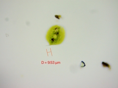 Phacus orbicularis