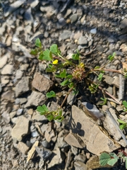 Medicago praecox