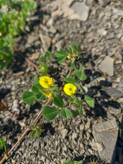 Medicago praecox