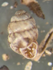 Vertigo rugosula