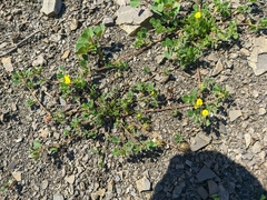Medicago praecox