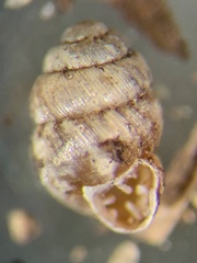 Vertigo rugosula