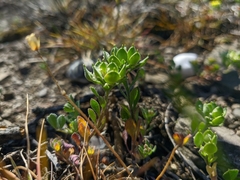 Alyssum umbellatum