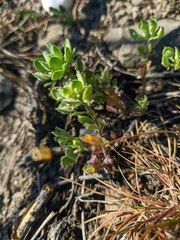 Alyssum umbellatum