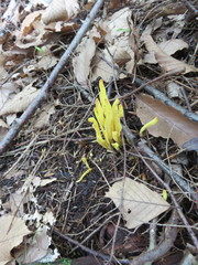 Clavulinopsis fusiformis image