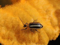 Acalymma trivittatum