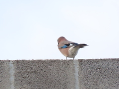 Garrulus glandarius