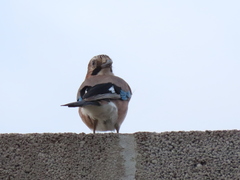 Garrulus glandarius