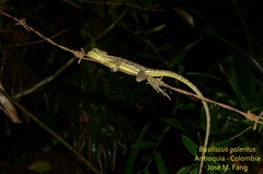Basiliscus galeritus