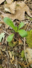Silene virginica