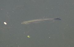 Hemiculter leucisculus