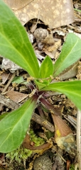 Silene virginica