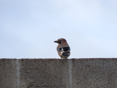 Garrulus glandarius