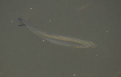 Hemiculter leucisculus