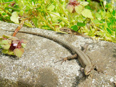 Podarcis muralis