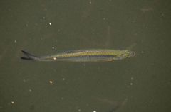 Hemiculter leucisculus