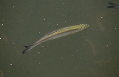 Hemiculter leucisculus