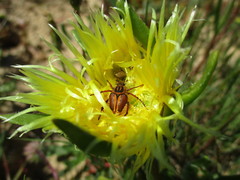 Lepithrix pseudolineata