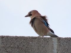 Garrulus glandarius
