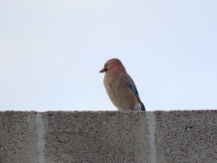 Garrulus glandarius