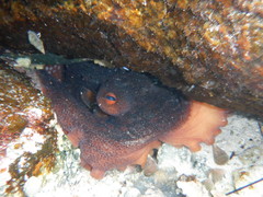 Octopus djinda