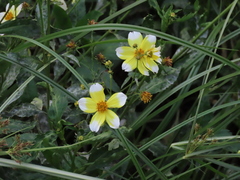 Bidens aurea