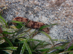 Holothuria hartmeyeri