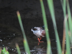 Anas platyrhynchos