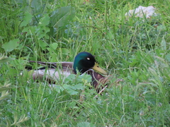 Anas platyrhynchos