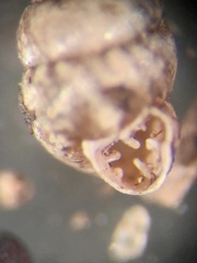 Vertigo rugosula