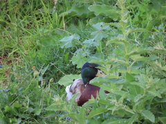 Anas platyrhynchos
