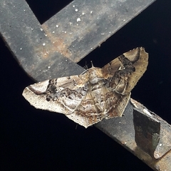 Euclystis guerini