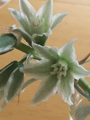 Ornithogalum boucheanum