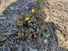 Potentilla humifusa