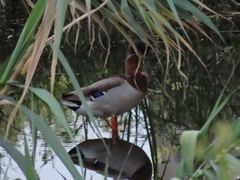 Anas platyrhynchos